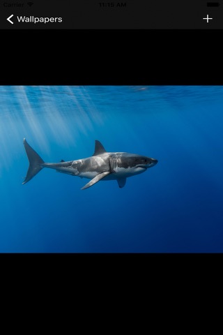 Shark Wallpapers screenshot 2