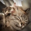 Cat Wallpapers: Best Cute Cat & Kitten Wallpapers