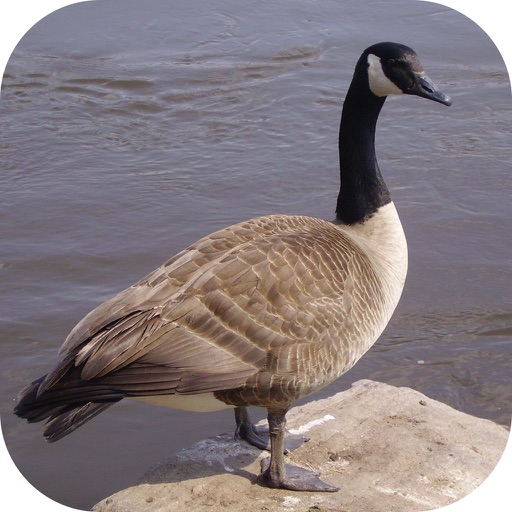 Goose Hunting Calls! iOS App
