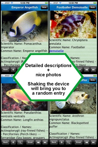 Reef Fishes Encyclopedia screenshot 3