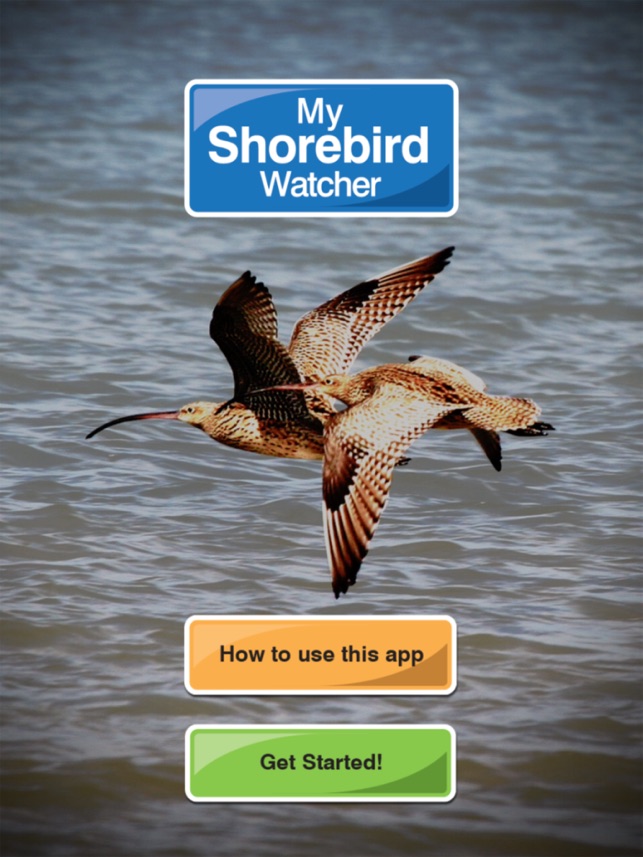 Shorebirds