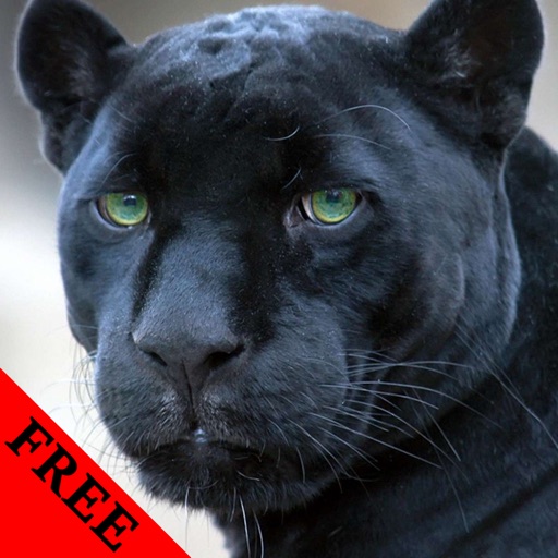 Wild Panther Video and Photo Gallery FREE icon