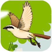 Small Bird Puzzle Game - A fun  addictive puzzle matching game