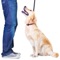 Get off to right start with your dog or puppy with this collection of 164 tuitional and easy to follow dog training videos