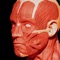 Shows a three-dimensional models of muscular system and a description of every muscle in the human body