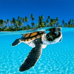 Animal Wallpapers & Backgrounds Free HD