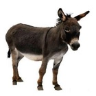 Top 29 Reference Apps Like Donkey Sound Effects - Lovable Sounds, Ringtones and More from this Furry Animal - Best Alternatives