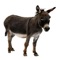 The donkey or ass, Equus africanus asinus, is a domesticated member of the horse family, Equidae