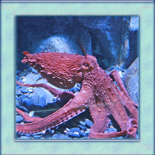 Octopus Simulator 3D Icon