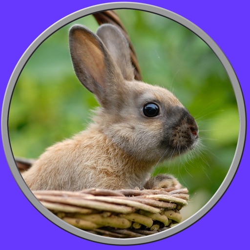 beautiful amazing rabbits for kids - no ads icon
