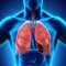 Human Anatomy : Respiratory System