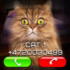 Activities of Fake Video Call Cat