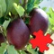 Fruits Great Puzzle - is a beautiful jigsaw puzzle game with details and beautiful photos