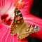 Painted Lady Butterflies Free