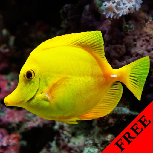 Fish Photos & Video Galleries FREE icon