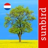 Boom Id Nederland - identificatie gids voor bomen