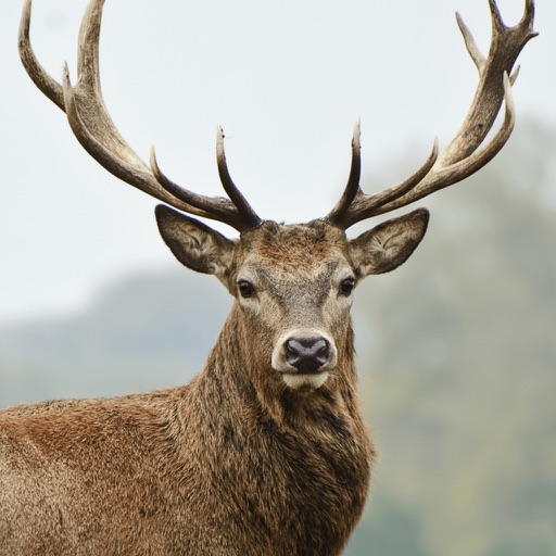 Ultimate Deer Simulator 2016 Hunting Games icon