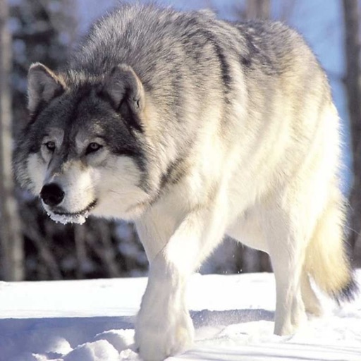 Wolf Wallpapers - Best Wolf Wallpapers Collection