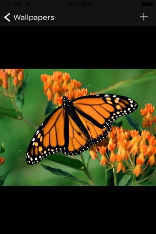 Free Butterfly Wallpapers screenshot 2