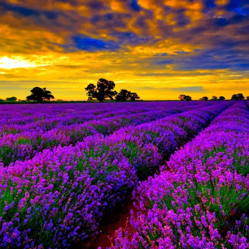 lavender Wallpapers HD: Quotes Backgrounds with Art Pictures icon