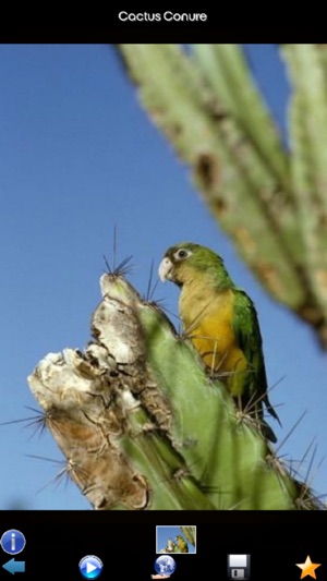 Parrot Species Guide(圖2)-速報App