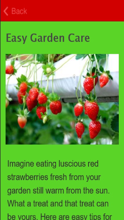 How To Grow Strawberries