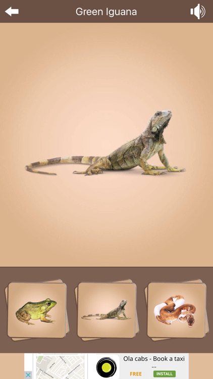 Kids Zoo - Vertebrates screenshot-4