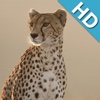 Animals WP HD for iPad