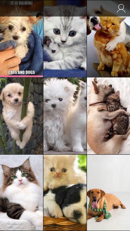Cats & Dogs Wallpapers HD - Cute Puppies & Kittens