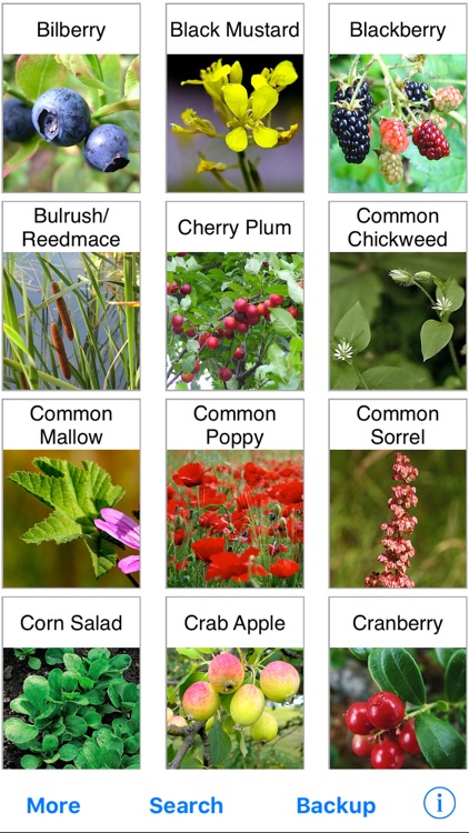 Forage - free food from the wild