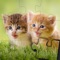 Kids Cats & Dogs Jigsaw Puzzles - Adorable kittens and puppies game for toddlers, boys and girls