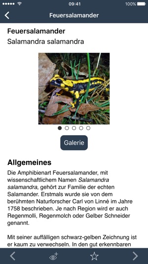 Feuersalamander in Hessen melden!(圖2)-速報App