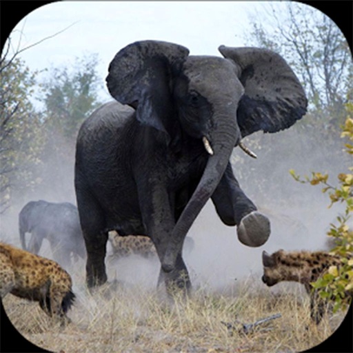 Angry Elephant Jungle Rampage iOS App