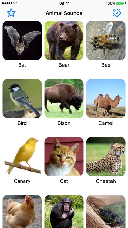 Animal Sounds Farm Jungle Forest Voices for kids