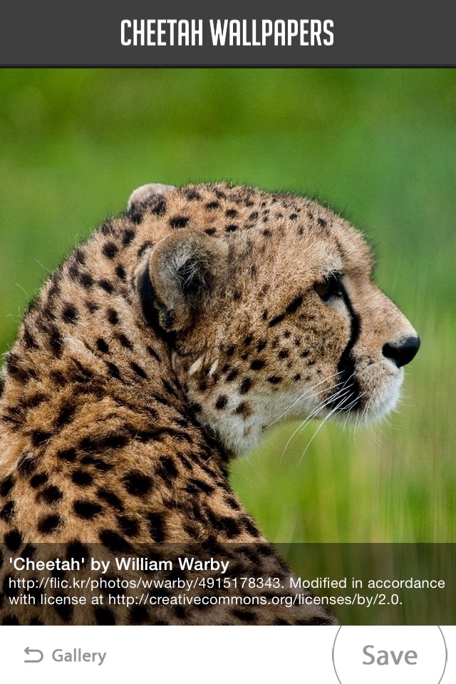 Cheetah Wallpapers screenshot 2