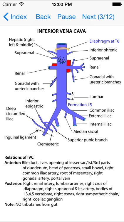 Anatomy Lectures Thorax and Abdomen screenshot-4