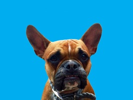 Download over 30 stickers of Otis, the cutest dog on iMessage