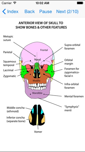 Anatomy Lectures Head and Neck(圖1)-速報App