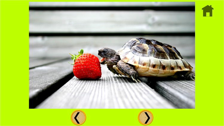 nices turtles for kids - free screenshot-4