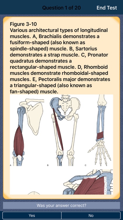The Muscular System Manual: The Skeletal Muscles