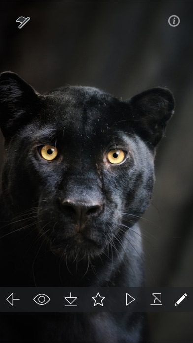 Wild Black Panther Wallpapers Animal Pictures By Gunvanta Patel
