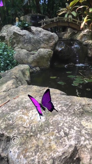 AR Butterflies(圖3)-速報App