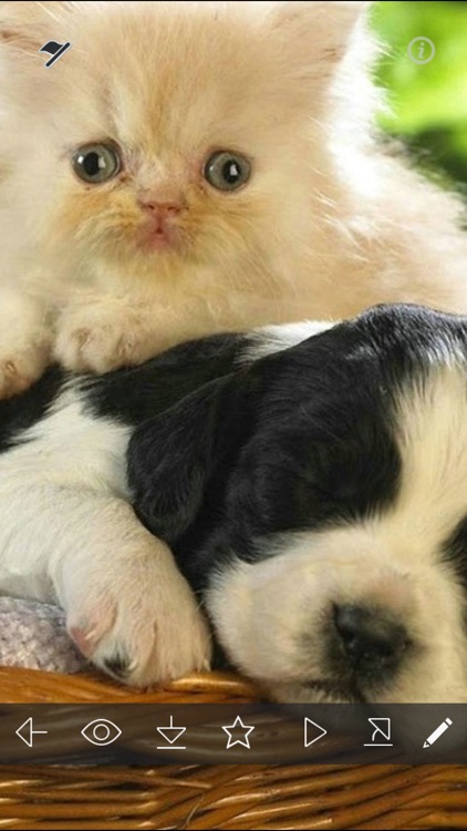Cats & Dogs Wallpapers HD - Cute Puppies & Kittens