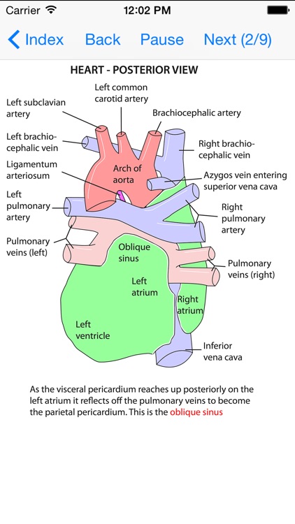 Anatomy Lectures Thorax and Abdomen