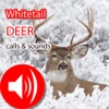 Whitetail Hunting Calls & Sounds - Real Deer Call