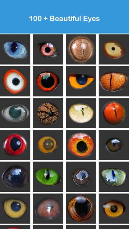 Animal Eyes Booth & Eye Color Changer : Eyebook Express screenshot-3