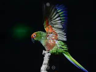 Captura de Pantalla 3 Bird Songs, Melodies & Sounds iphone