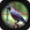 Forest Crow Hunting 3d Free