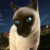 Running Cats - Survive The Free Kitty Cat Simulator Game (Oceania)