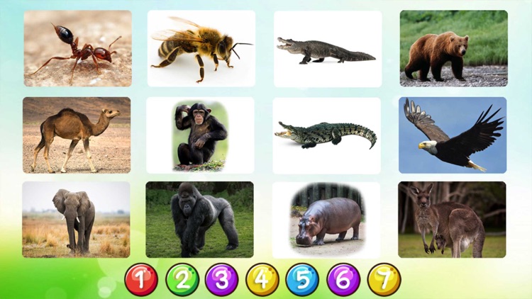 Animal Vocabulary In English screenshot-4